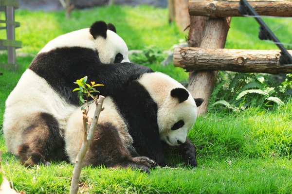 Comment organiser une visite des parcs nationaux pour observer les pandas en Chine?